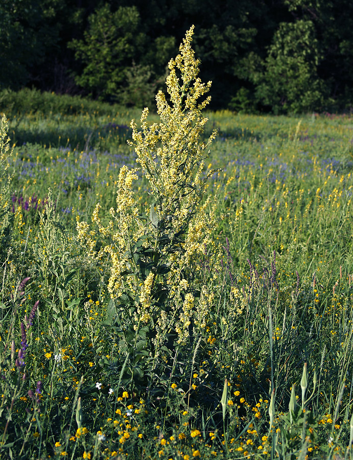 Image of Verbascum lychnitis specimen.