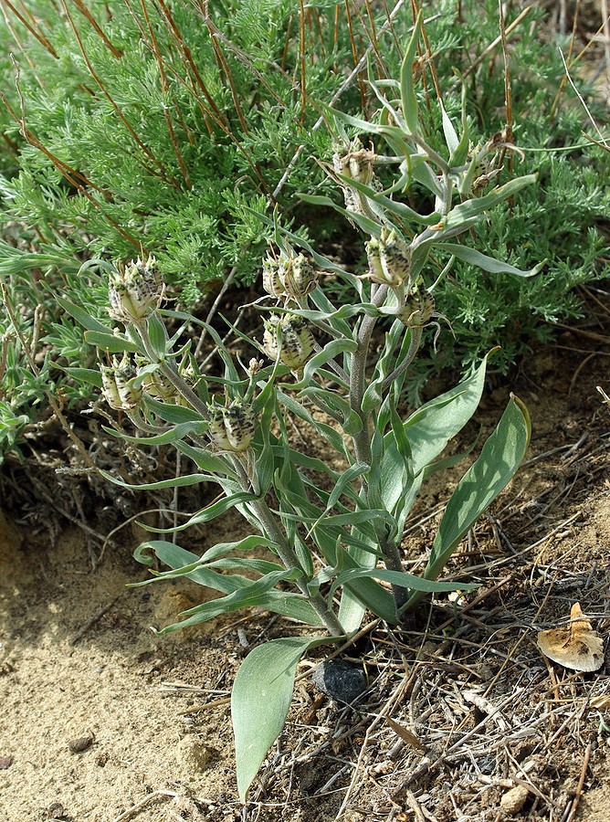 Image of Rhinopetalum karelinii specimen.