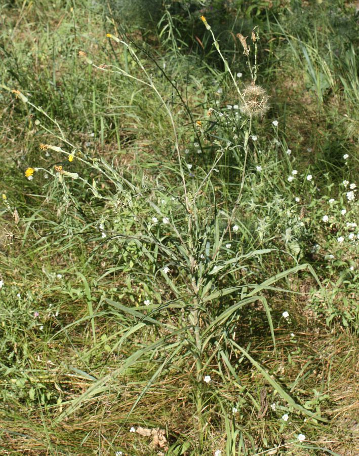 Image of Tragopogon borysthenicus specimen.