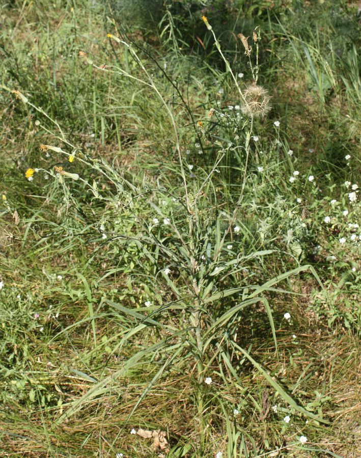 Изображение особи Tragopogon borysthenicus.