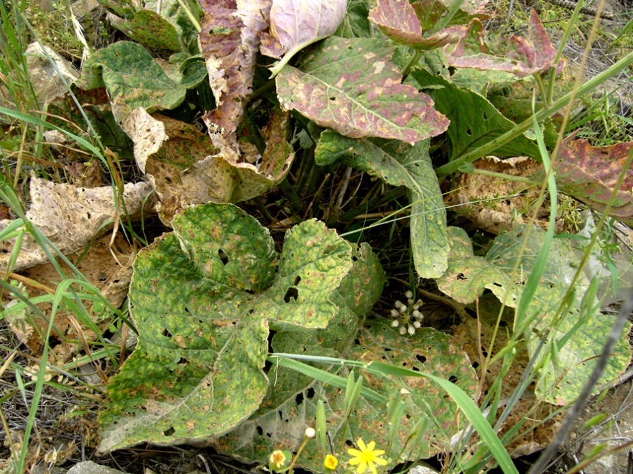 Image of Crambe kotschyana specimen.