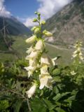 Digitalis ciliata. Соцветие. Кабардино-Балкария, Верхняя Балкария. 07.07.2009.