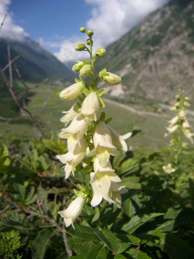 Изображение особи Digitalis ciliata.