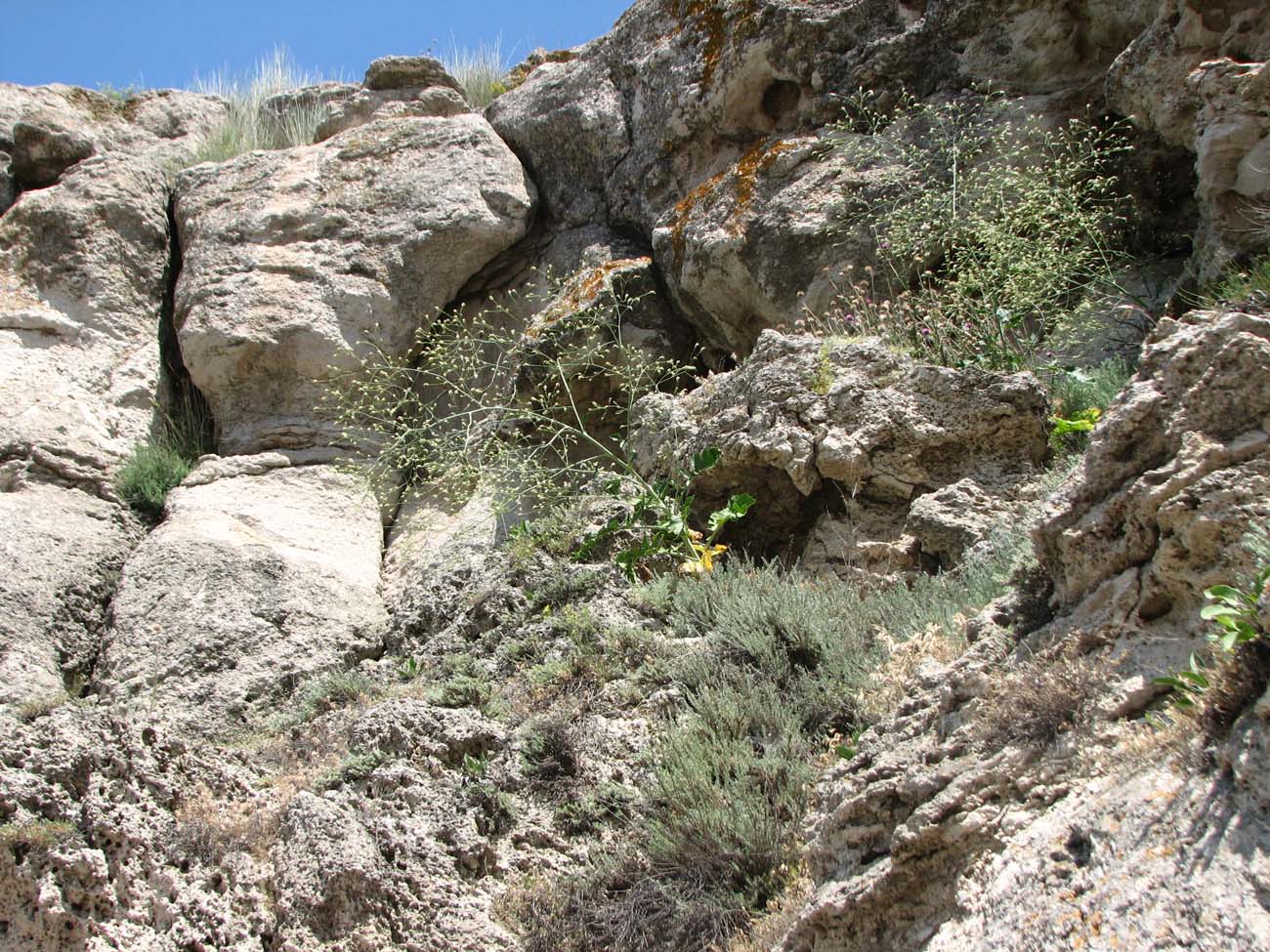 Image of Crambe koktebelica specimen.