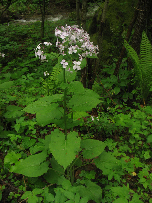 Изображение особи Lunaria rediviva.