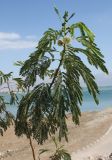 Leucaena leucocephala. Верхушка молодого цветущего деревца. Израиль, побережье Мёртвого моря, нижняя часть склона, нарушенный участок каменистой пустыни. 21.02.2011.