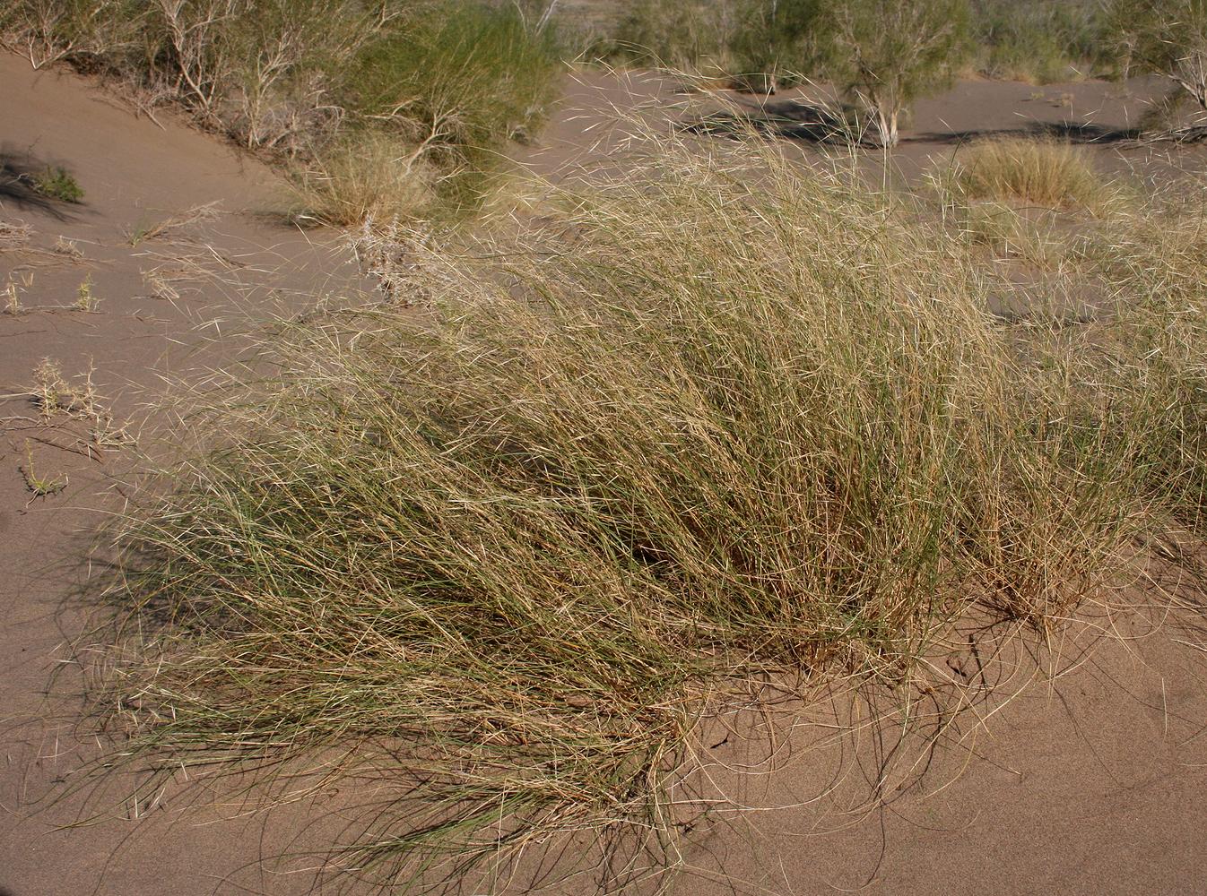 Image of Stipagrostis pennata specimen.