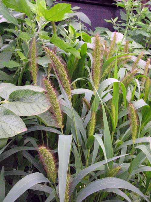 Image of Setaria pumila specimen.