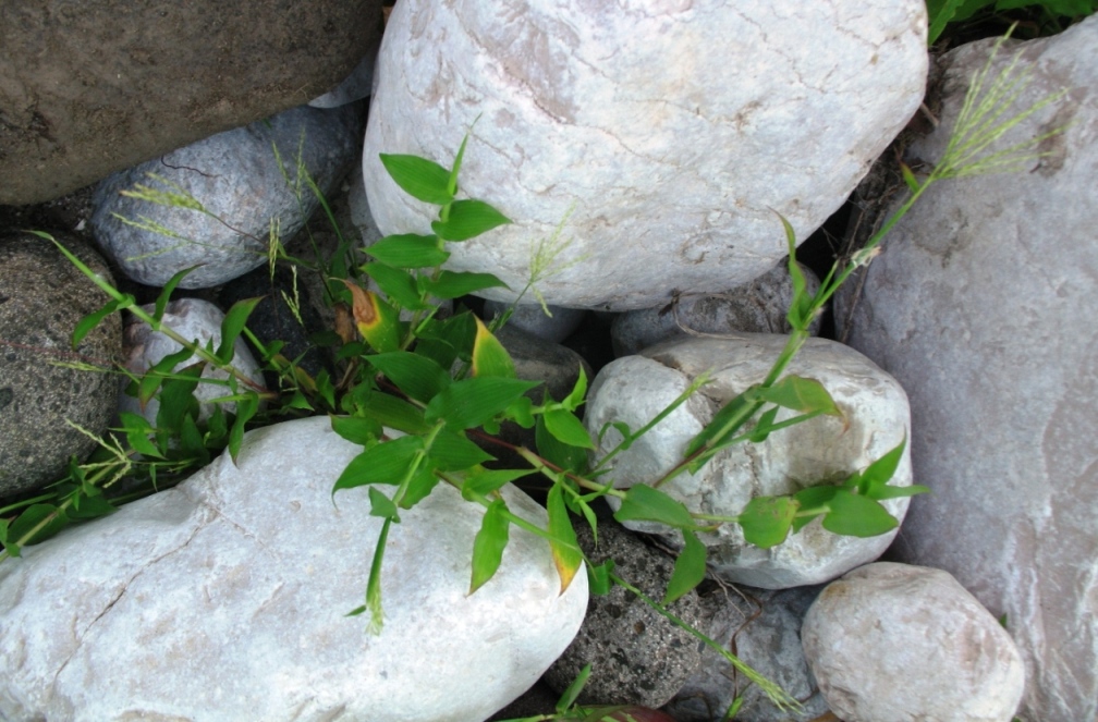 Image of Arthraxon langsdorffii specimen.