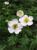 Fragaria moschata. Цветки. Ленинградская обл., Ломоносовский р-н, окр. дер. Таменгонт. 27.06.2009.