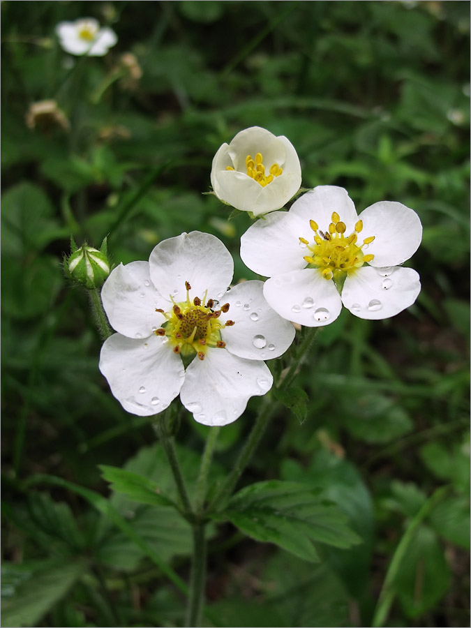 Изображение особи Fragaria moschata.