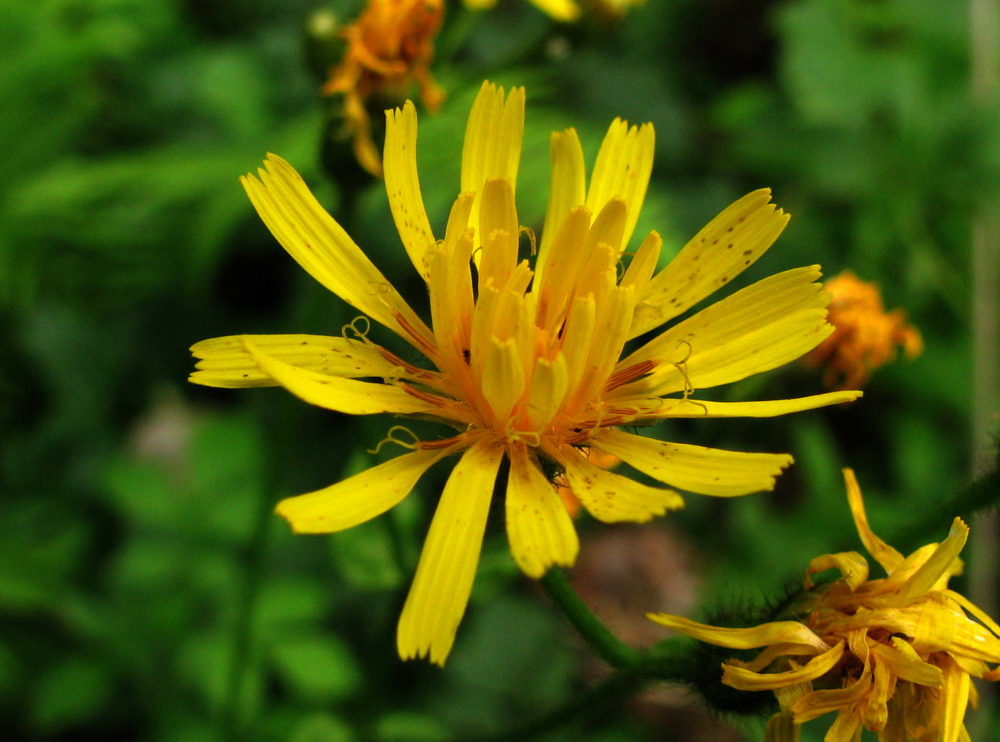 Изображение особи Crepis lyrata.