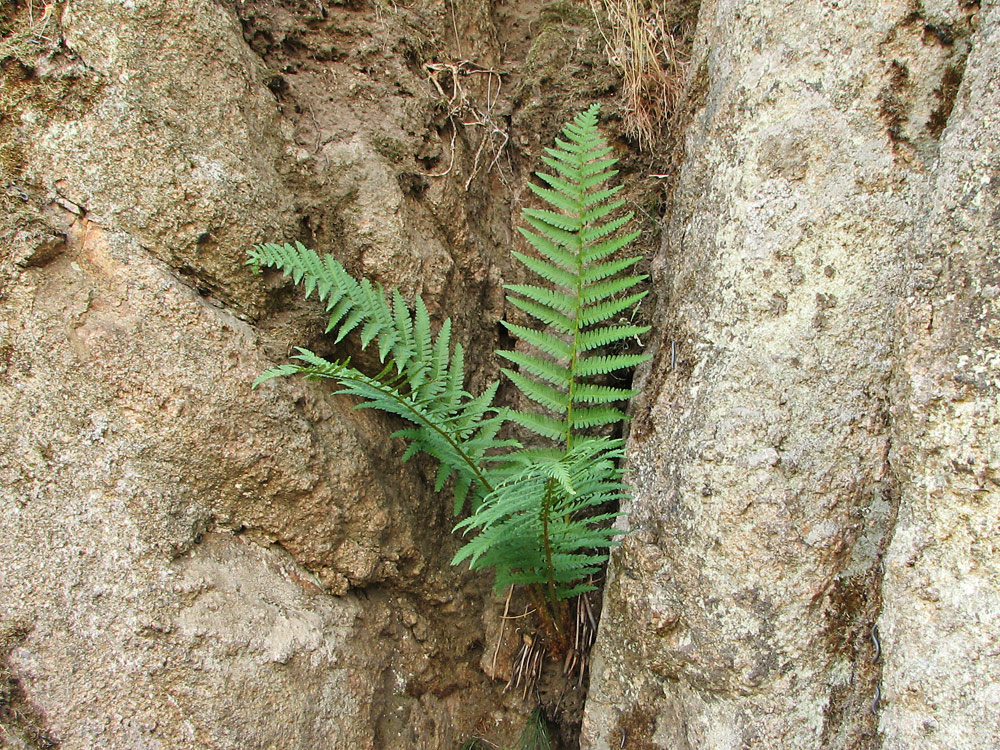 Изображение особи Dryopteris filix-mas.