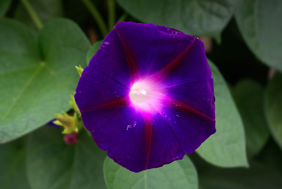 Image of Ipomoea purpurea specimen.