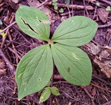 Paris quadrifolia. Розетка листьев. Курская обл., г. Железногорск, ур. Опажье. 6 августа 2007 г.