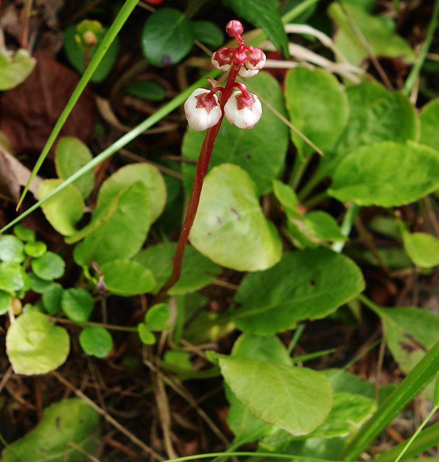 Image of Pyrola minor specimen.