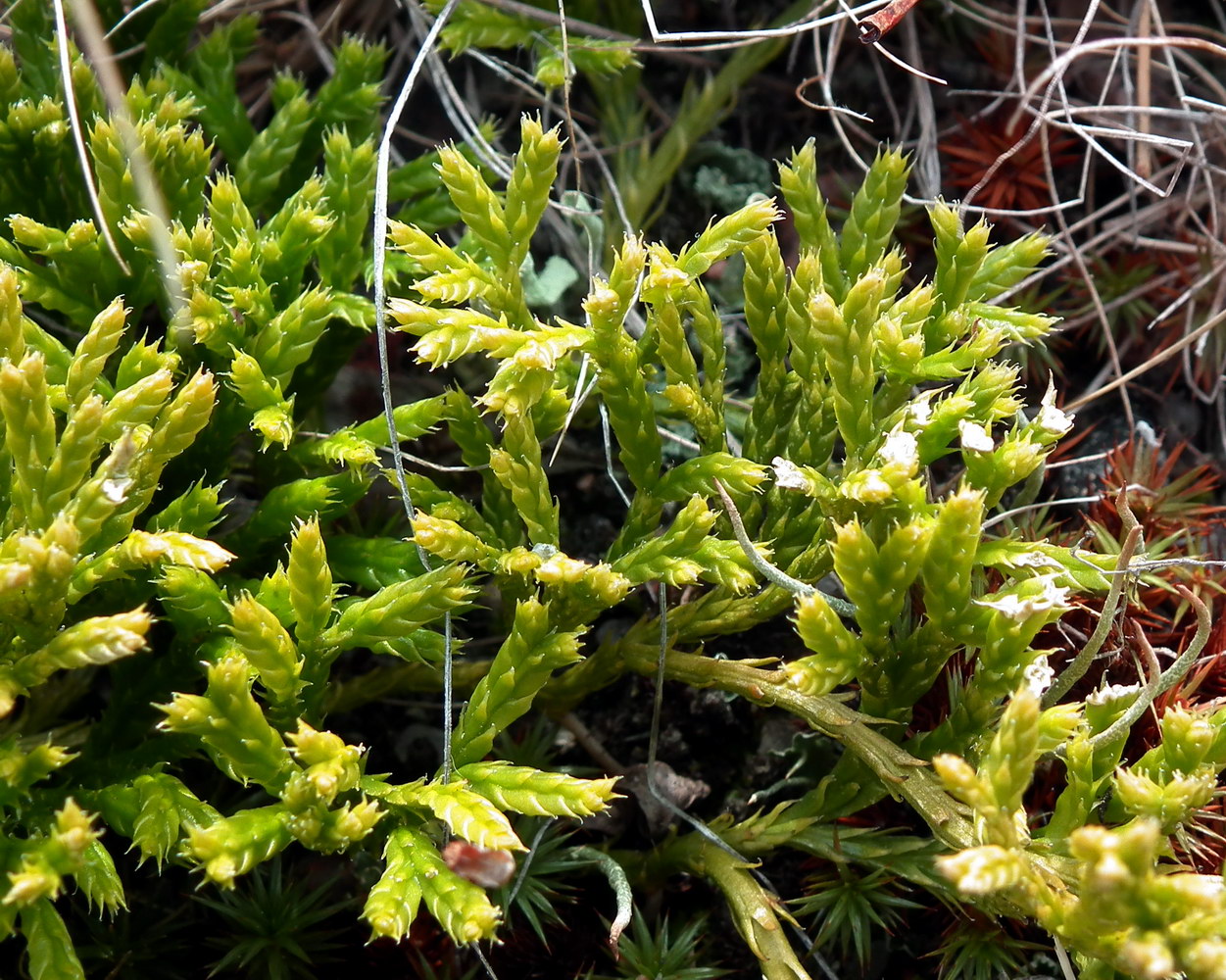 Image of genus Diphasiastrum specimen.