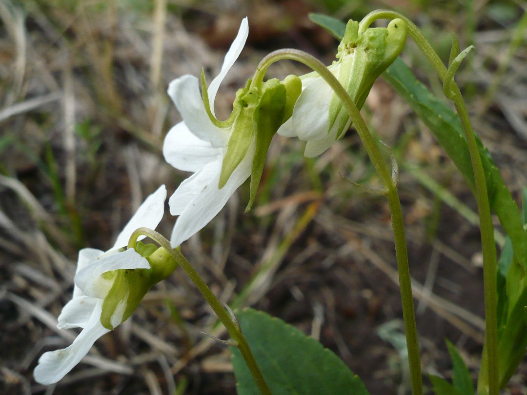 Image of Viola stagnina specimen.