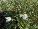 Cistus tauricus. Цветущее растение белоцветковой формы. Южный берег Крыма, пос. Гурзуф, ур. Мертвая долина. 27.05.2012.