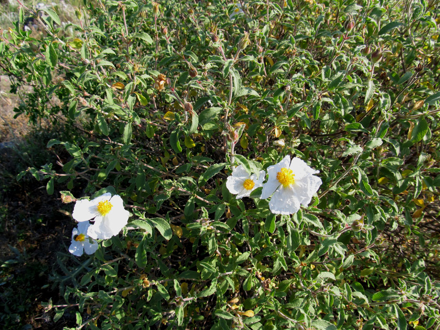 Image of Cistus tauricus specimen.