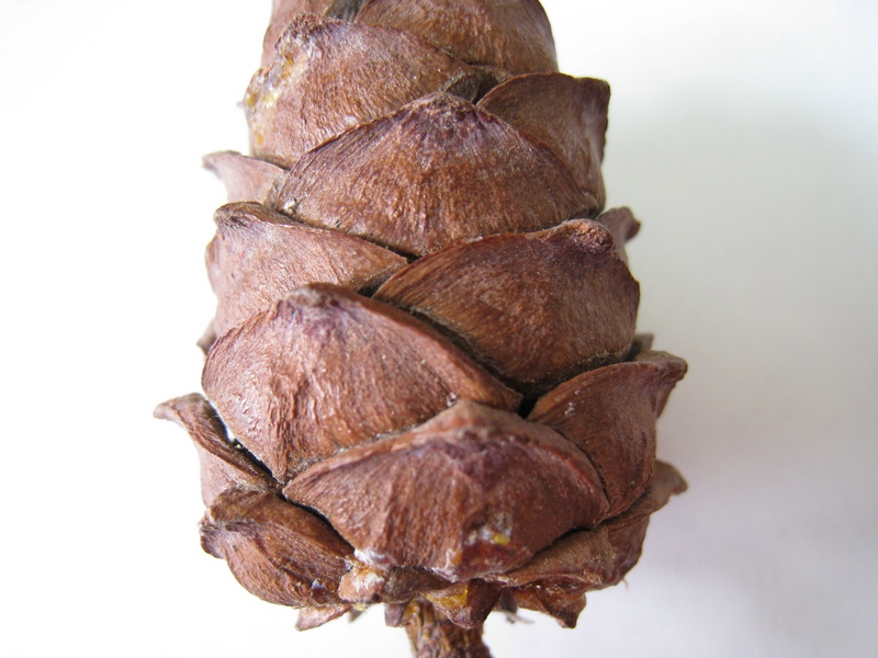 Image of Pinus pumila specimen.
