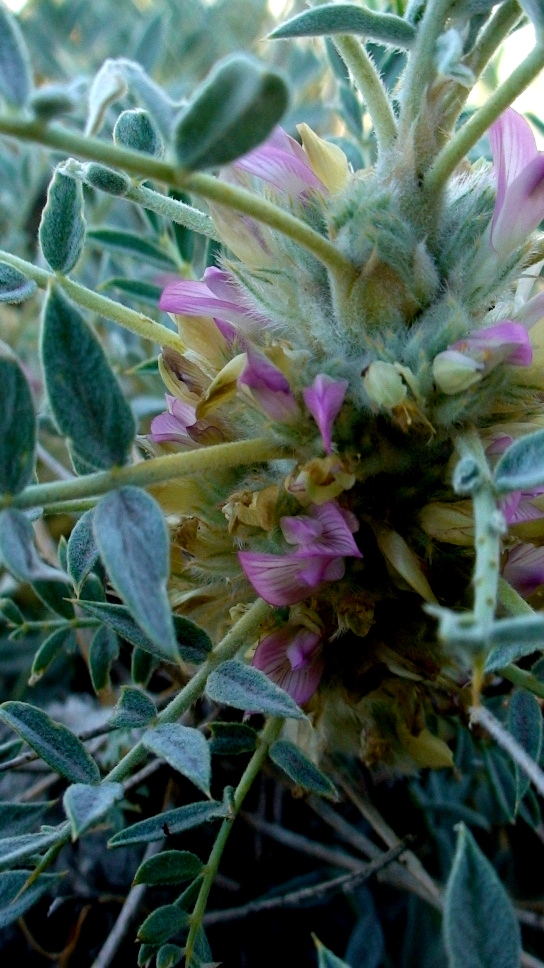 Image of Astragalus micropterus specimen.