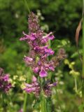 Betonica officinalis