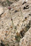 Allium inconspicuum. Цветущие растения. Южный Казахстан, горы Каракус. 20.04.2012.