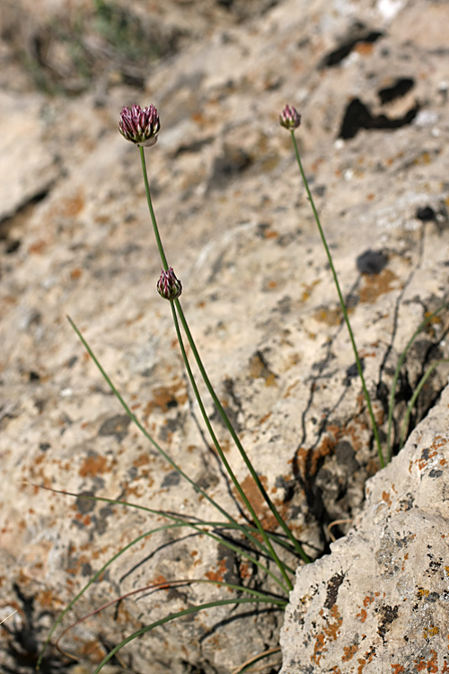 Изображение особи Allium inconspicuum.