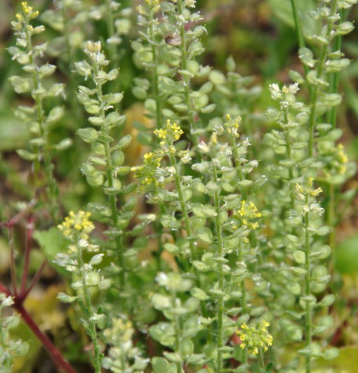 Image of genus Alyssum specimen.