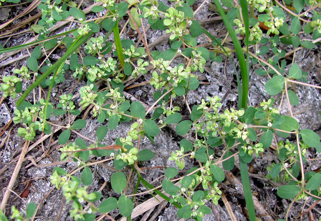 Image of Euphorbia humifusa specimen.