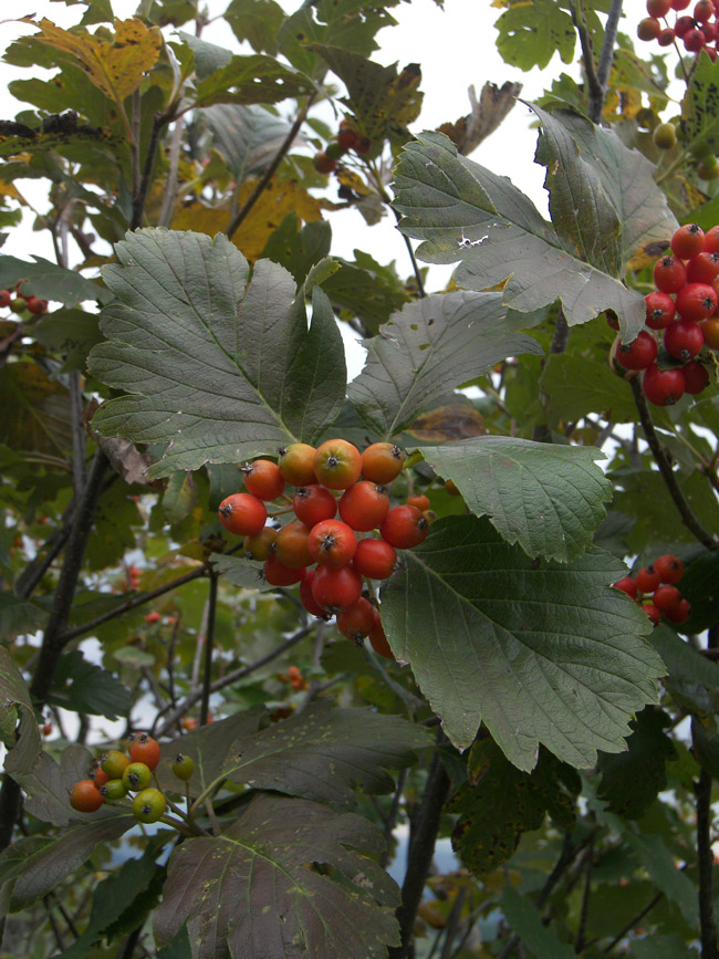 Image of Sorbus caucasica specimen.