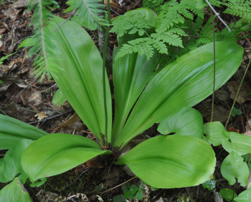 Image of Clintonia udensis specimen.