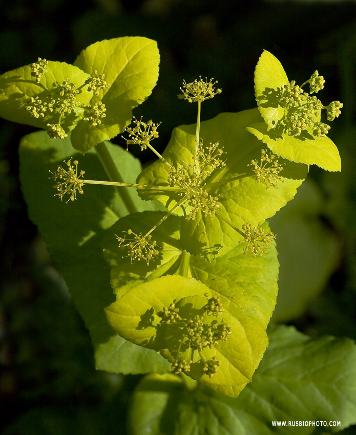 Изображение особи Smyrnium perfoliatum.