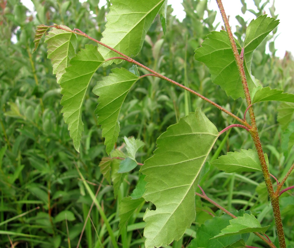 Изображение особи Betula × aurata.