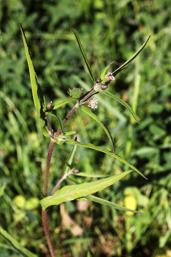 Изображение особи Eclipta prostrata.