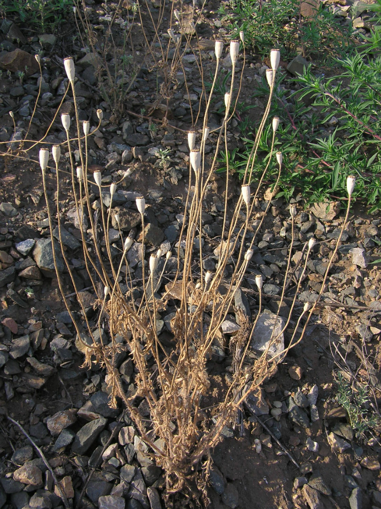 Изображение особи Papaver dubium.