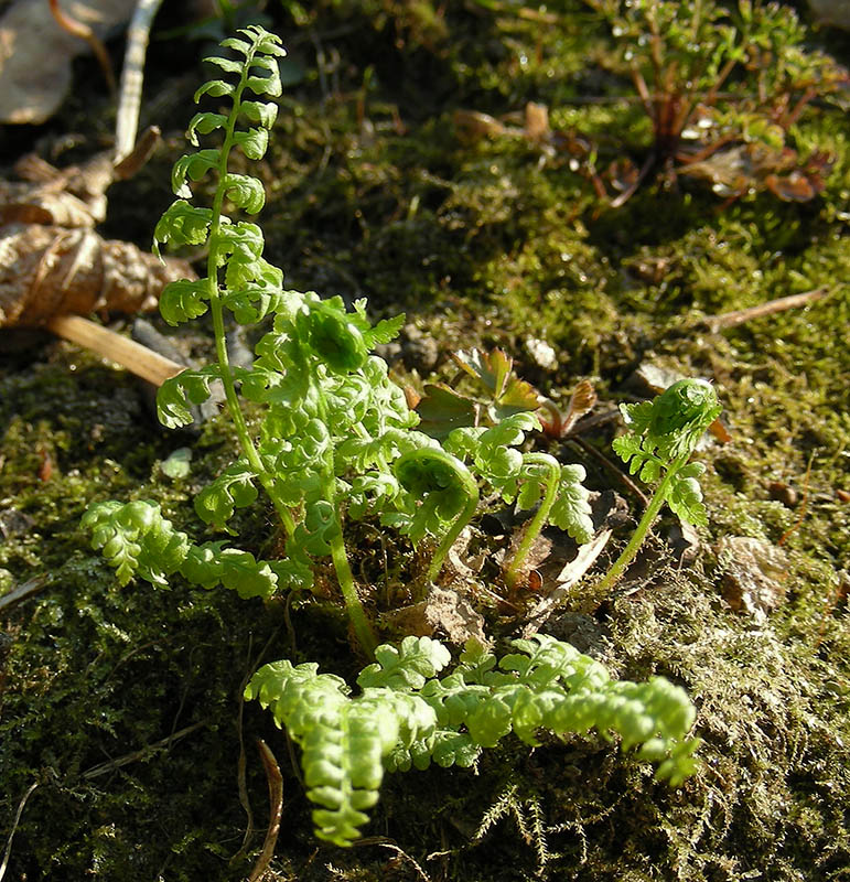 Изображение особи Cystopteris fragilis.