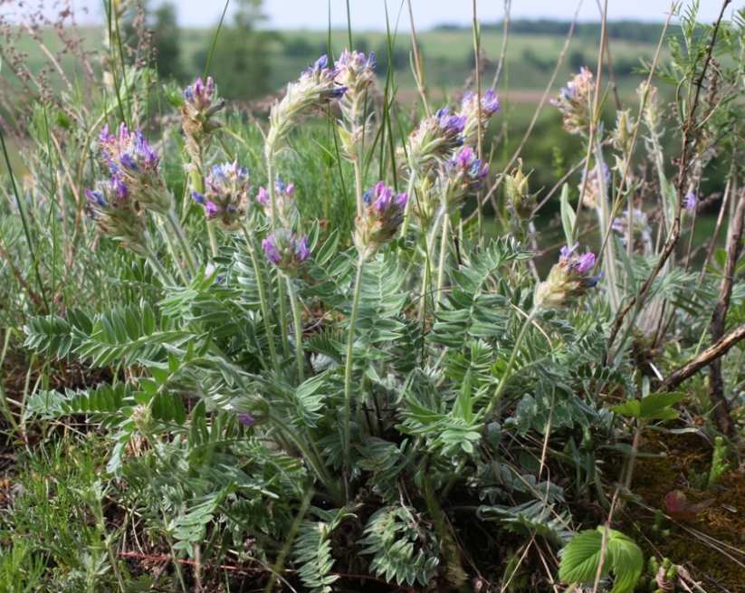 Изображение особи Oxytropis kungurensis.