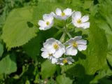 Diphylleia grayi