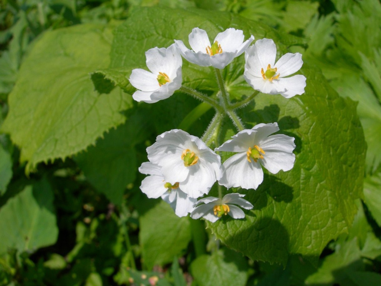 Image of Diphylleia grayi specimen.