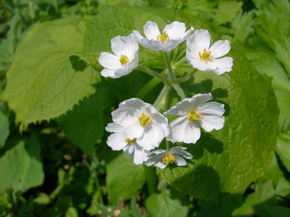 Изображение особи Diphylleia grayi.