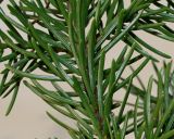 Picea omorika. Хвоинки. Германия, г. Кемпен, в прогулочной зоне. 16.11.2012.