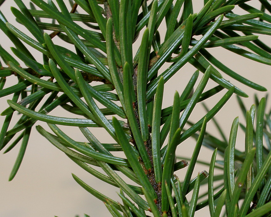 Изображение особи Picea omorika.