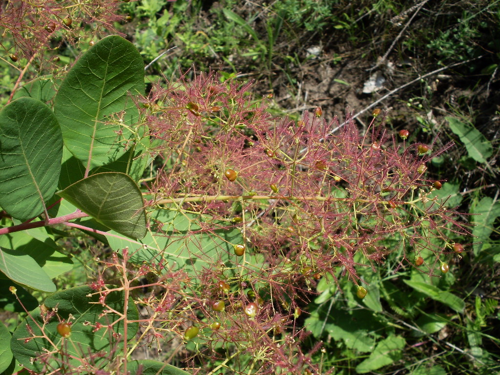 Изображение особи Cotinus coggygria.