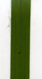 Carex pilosa