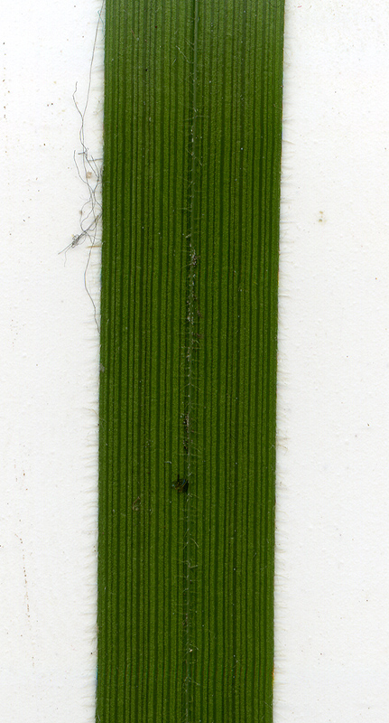 Image of Carex pilosa specimen.