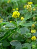 Medicago lupulina. Верхушка побега с соцветием. Германия, земля Саксония-Анхальт, г. Кведлинбург. 06.07.2012.