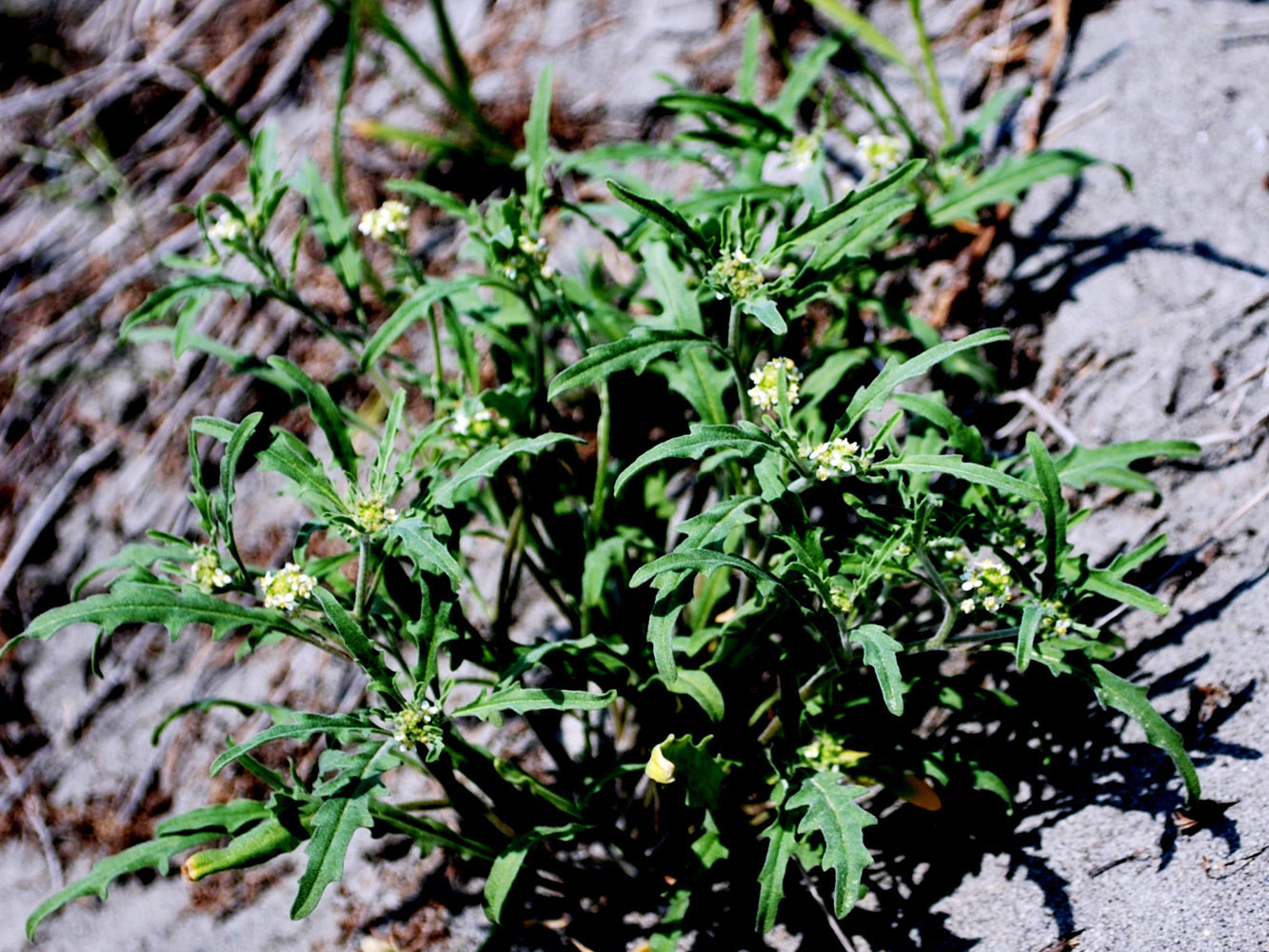 Image of Tetracme recurvata specimen.