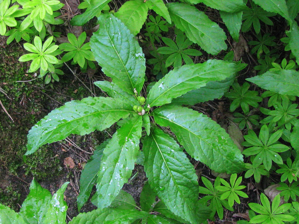 Изображение особи Mercurialis perennis.